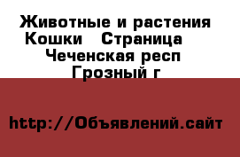 Животные и растения Кошки - Страница 4 . Чеченская респ.,Грозный г.